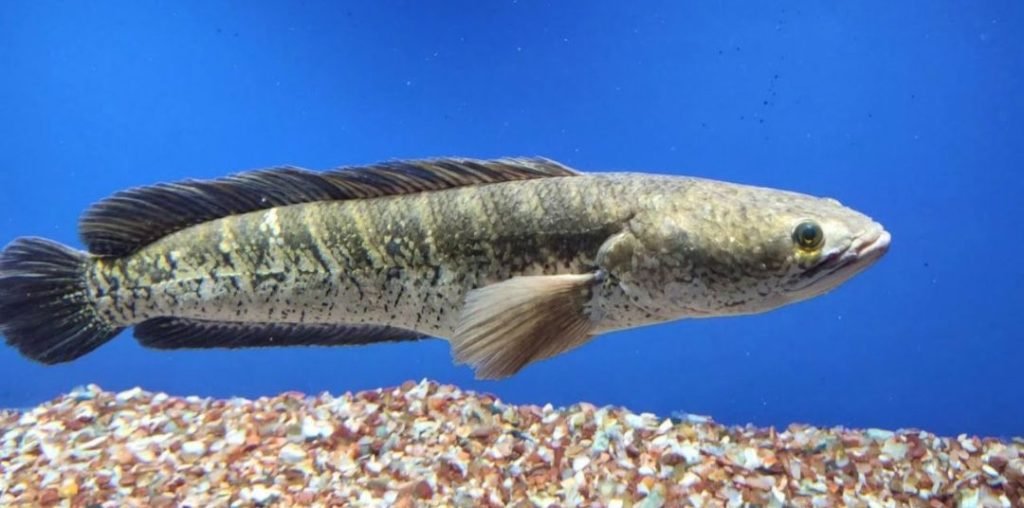 Budidaya-Ikan-Kobia-Yang-Berpeluang-Besar