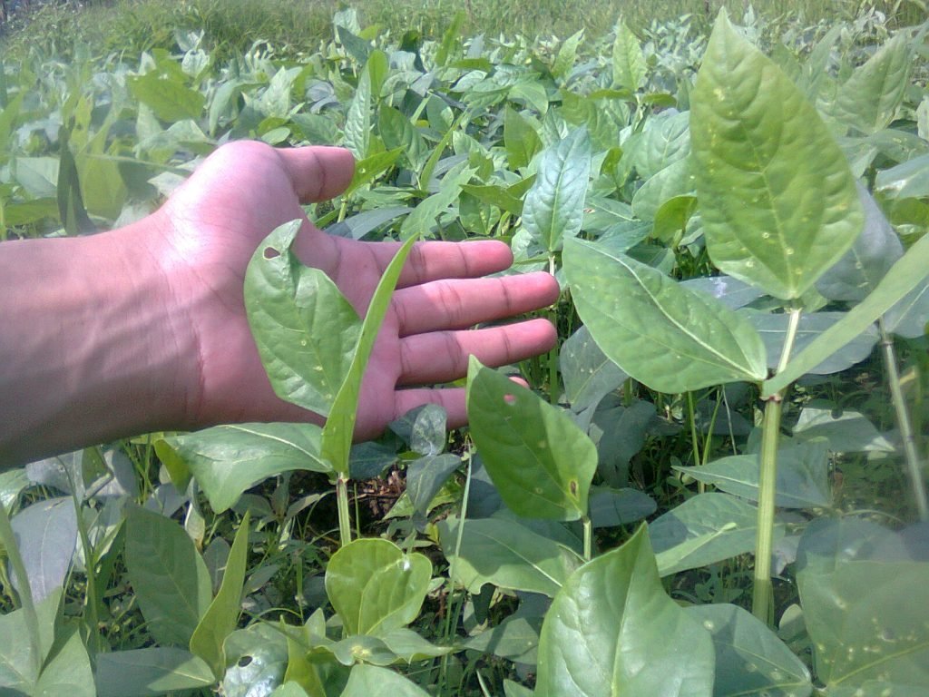 Cara-Pemupukan-Pada-Tanaman-Yang-Benar