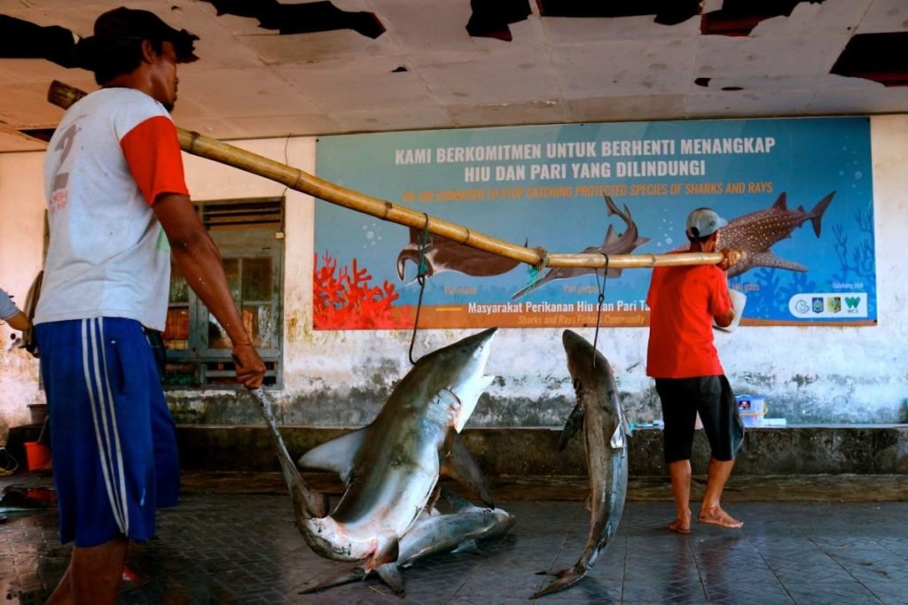 KKP-Atur-Ketat-Perdagangan-Ikan-Hiu-dan-Pari