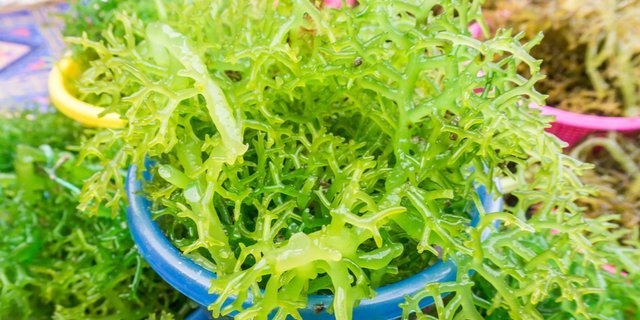 Manfaat-Rumput-Laut-Yang-Sangat-Berguna