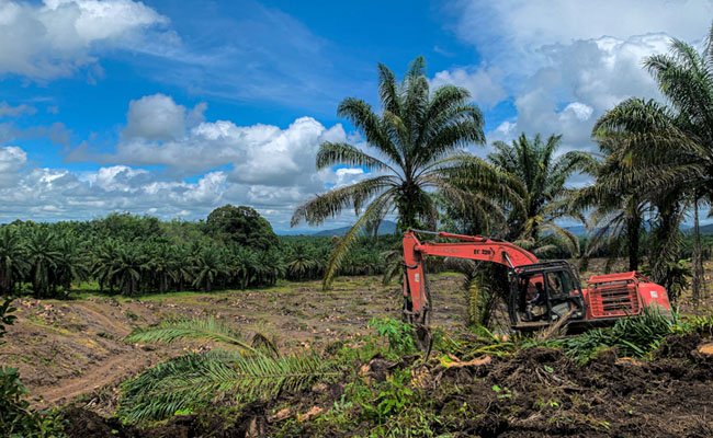 74-Hektar-Lahan-Sawit-di-Replanting