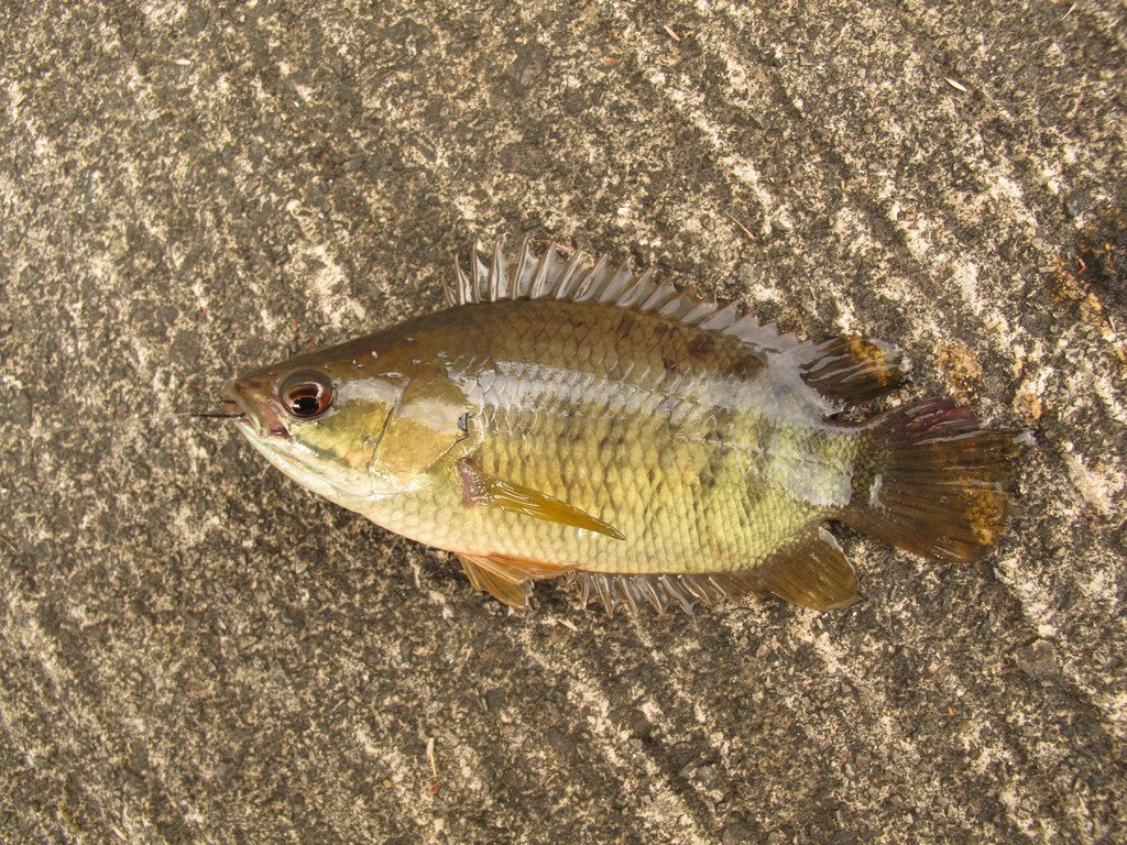Jenis-Ikan-Endemik-Yang-Bisa-Dikonsumsi