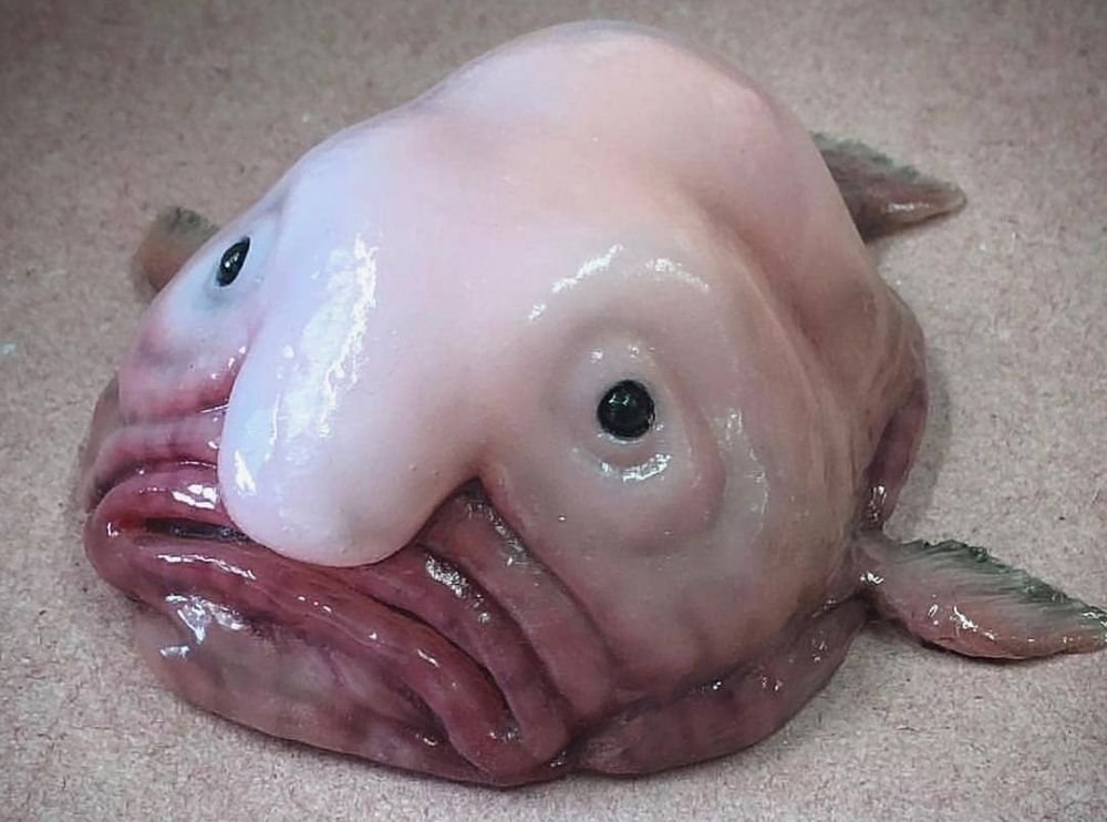 Fakta-Menarik-Ikan-Blobfish-Disebut-Ikan-Alien