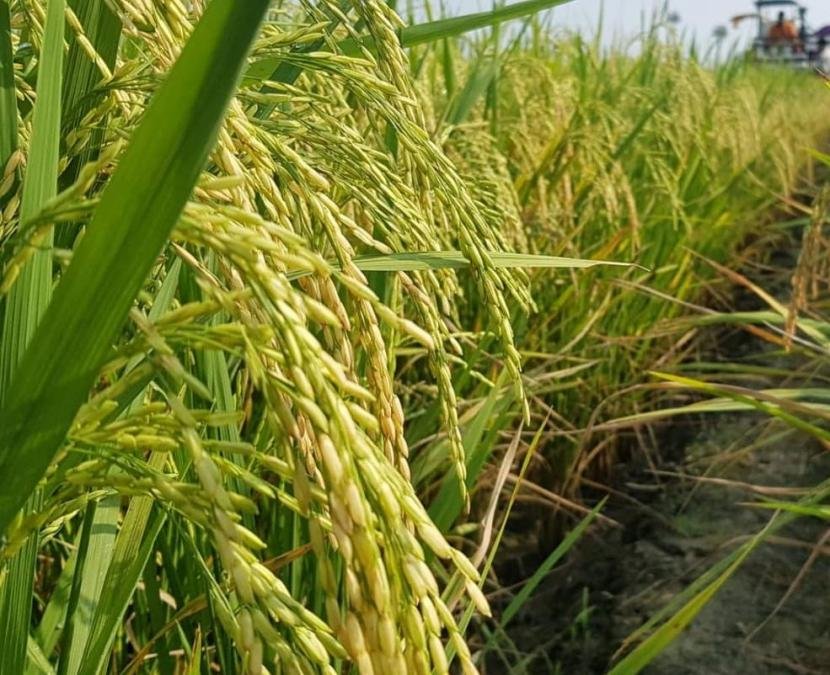 5-Jenis-Padi-Yang-Tahan-di-Lahan-Masam