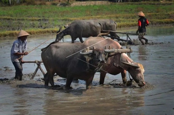 Hal-Yang-harus-diketahui-dalam-membajak-sawah