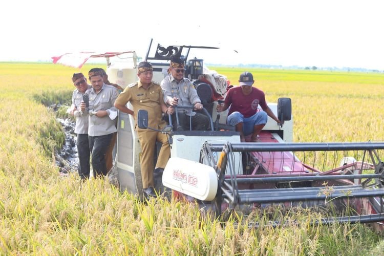 Mentan-Optimis-Produksi-Padi-Meningkat