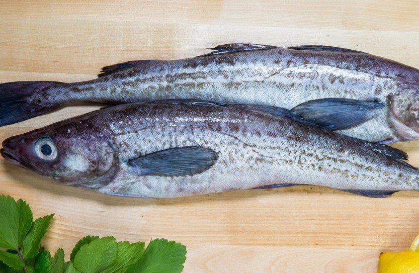 Mengenal-Ikan-Pollock-Ikan-Paling-Enak