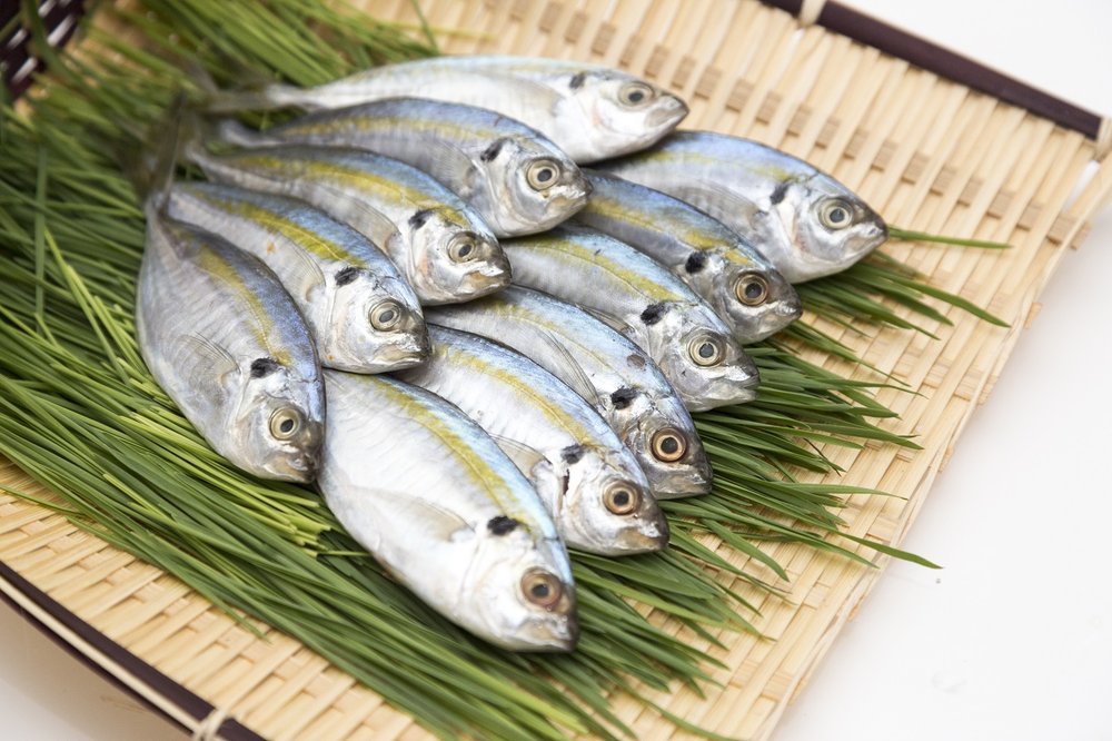 Fakta-Ikan-Selar-Yang-Setara-Ikan-Salmon