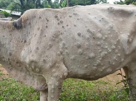 Mengenal-Lumpy-Skin-Disease-Pada-Ternak