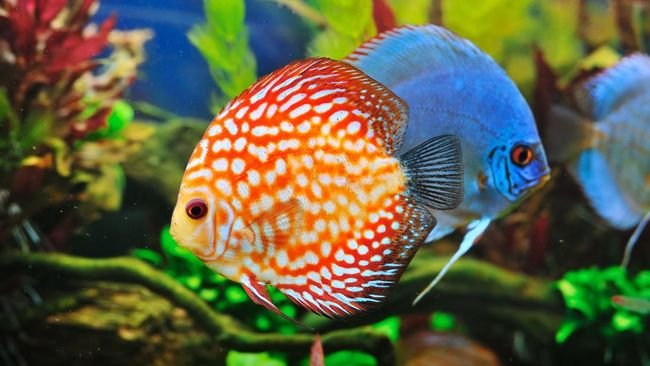 Budidaya-Ikan-Hias-Untuk-Pemula