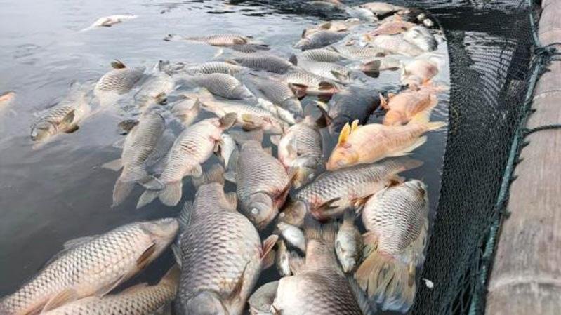 Ribuan-Ikan-di-Waduk-Kedung-Ombo-Mati