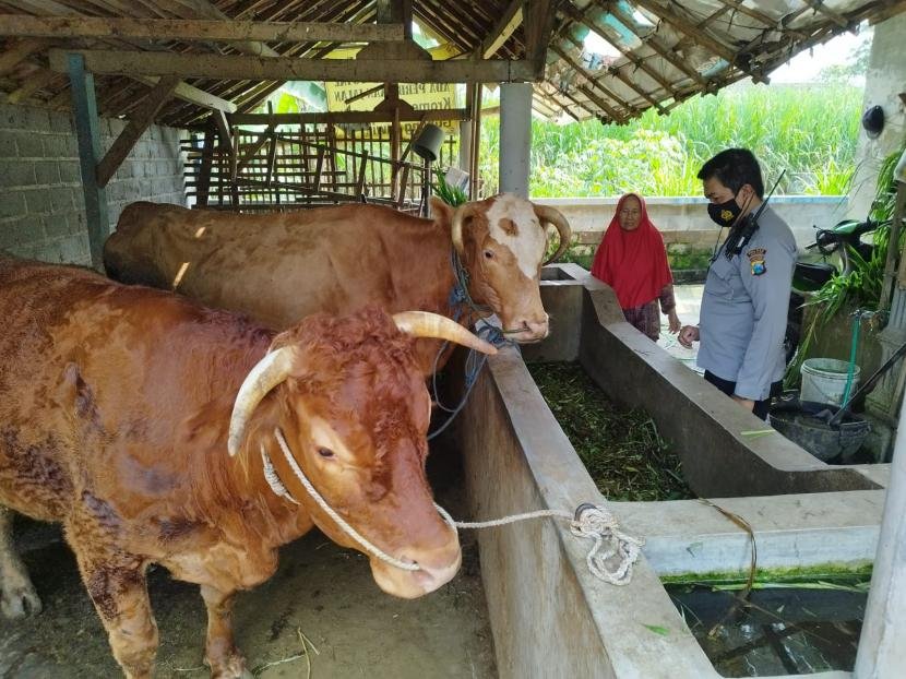 Ratusan-Sapi-di-Ponorogo-Kembali-Terkena-PMK