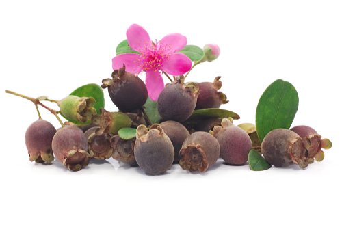 Manfaat-Buah-Karamunting-Yang-Langka
