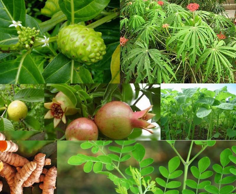 Mengenal-Tanaman-Obat-Keluarga-dan-Jenisnya