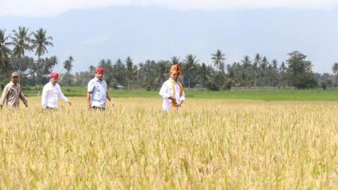 Mentan-Dorong-Sulteng-Perluas-Area-Tanam-Padi