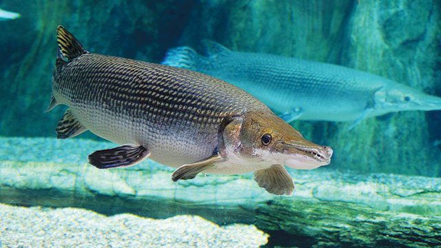 Fakta-unik-dan-menarik-ikan-aligator