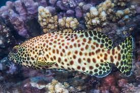 Keunggulan-Ikan-Kerapu-Cantang